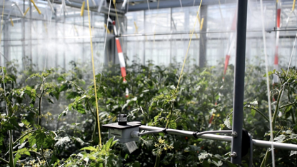 AI赋能现代农业 从番茄智慧种植到农业生产经营新图景