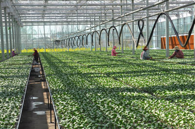 枣庄市市中区西王庄镇 多措并举壮大村集体经济 夯实农业生产经营技术根基