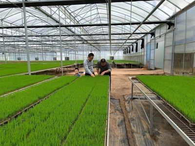 大抓落实年|长龙 水稻育秧机械化 春耕尽显“科技范”