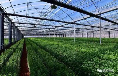 迎州庆 · 辉煌开远 高效现代农业园驱动农业产业转型升级之路