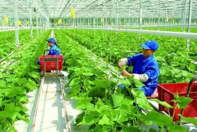 智能与绿色交响曲 20年后的中国农业新图景