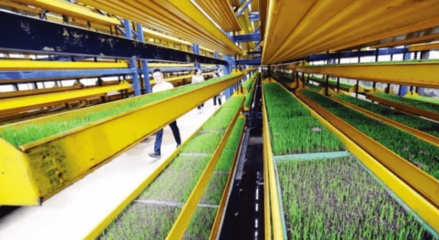 科技赋能 精准服务——区级农业技术重点项目助力产业振兴