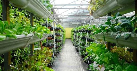 科技赋能，多元创新 聚焦新型农业经营主体与中国未来农业的五种形态