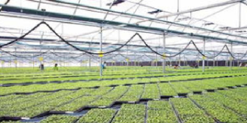 科技赋能 特色生辉——陕西深入推进特色农业发展的技术路径与实践