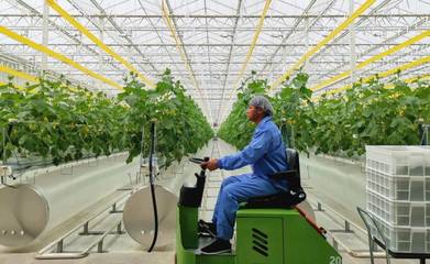 科技赋能农业生产经营，助力打造精彩难忘的花博盛会