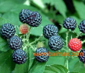 树莓供应与价格指南 寻找报价合理的生产厂家及农业技术要点