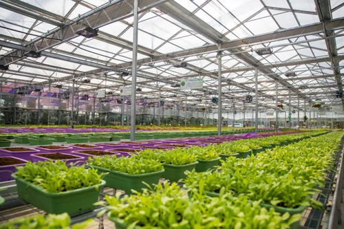 未来已来 植物工厂颠覆传统农业，引领农业生产经营技术新变革